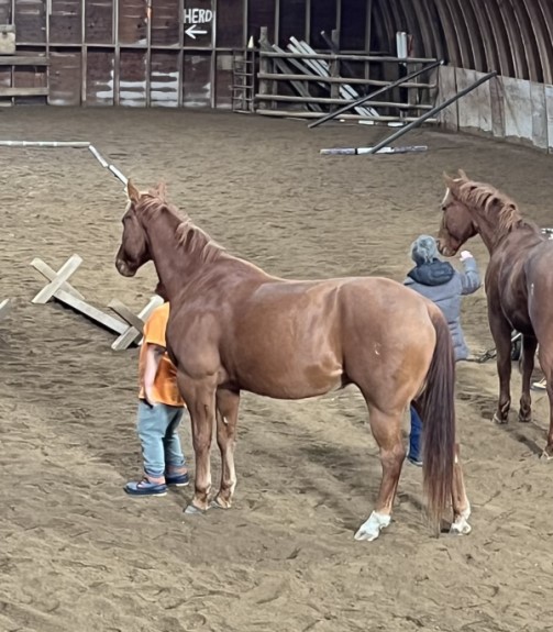 Beaver Creek Ranch, Lumsden SK - EAGALA